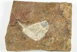 Fossil Ginkgo Leaf From North Dakota - Paleocene #201230-1